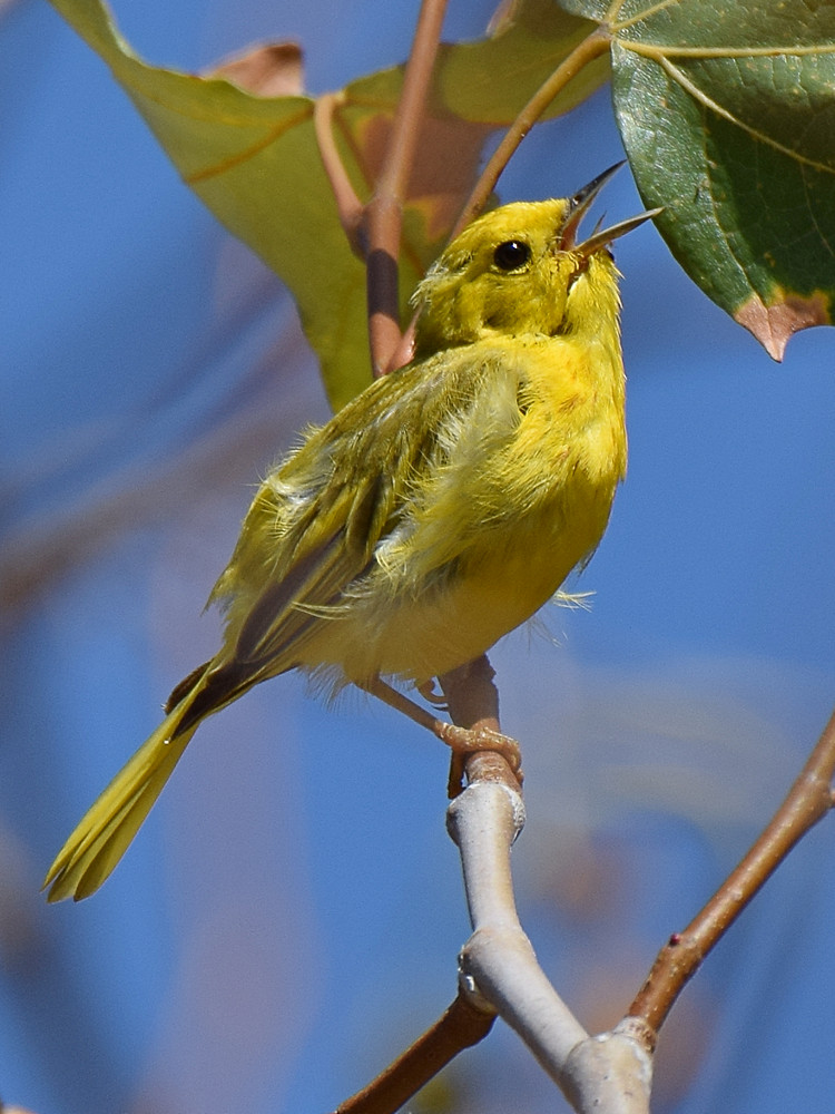 YellowWarbler8.jpg