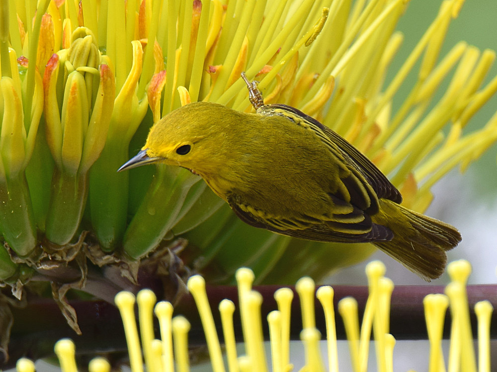 YellowWarbler9.jpg