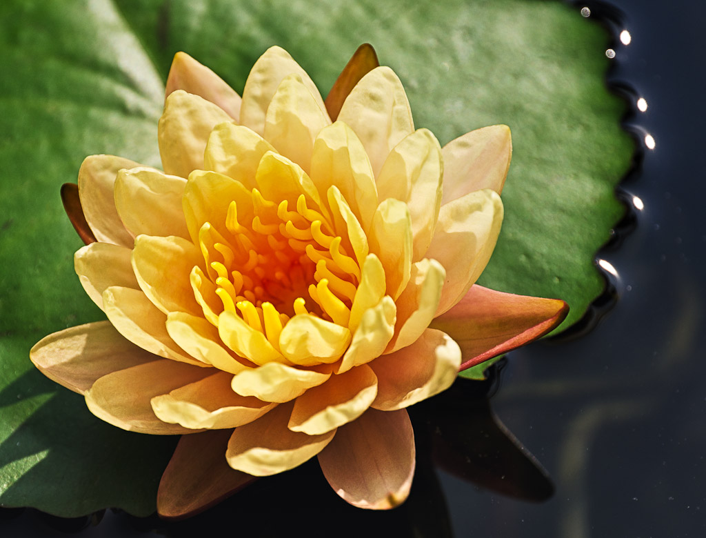 yellowwater1-1.jpg