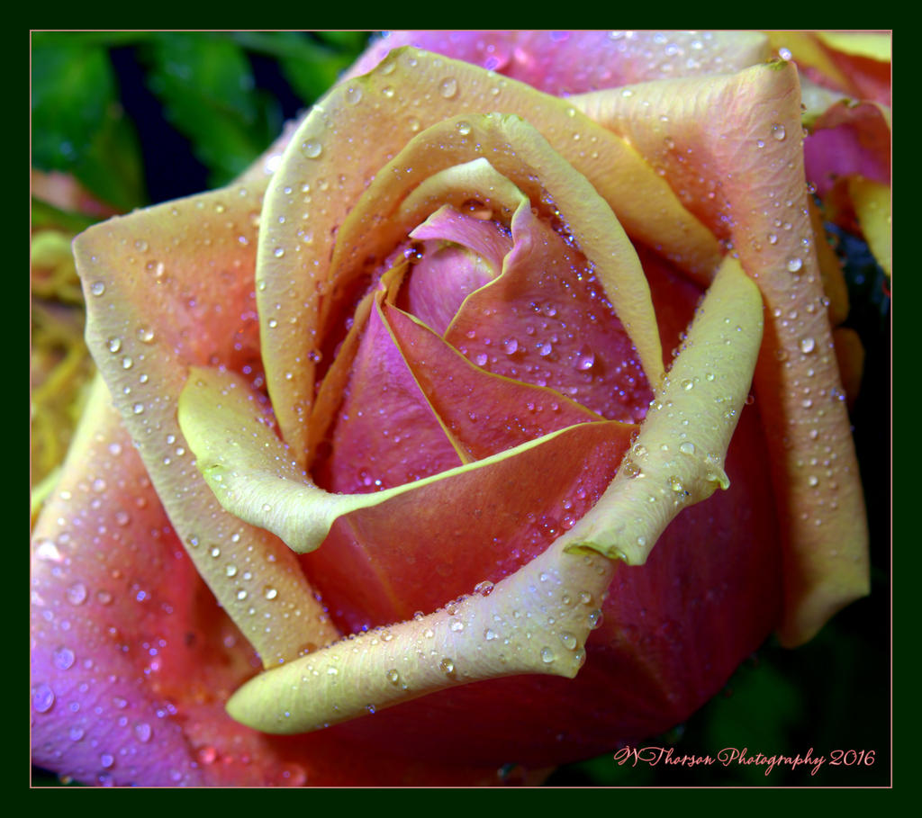 Yellowy Pink Rose 5-23-2016.jpg