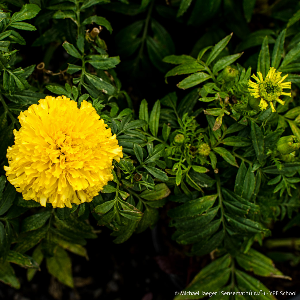 yelow flower-1.jpg