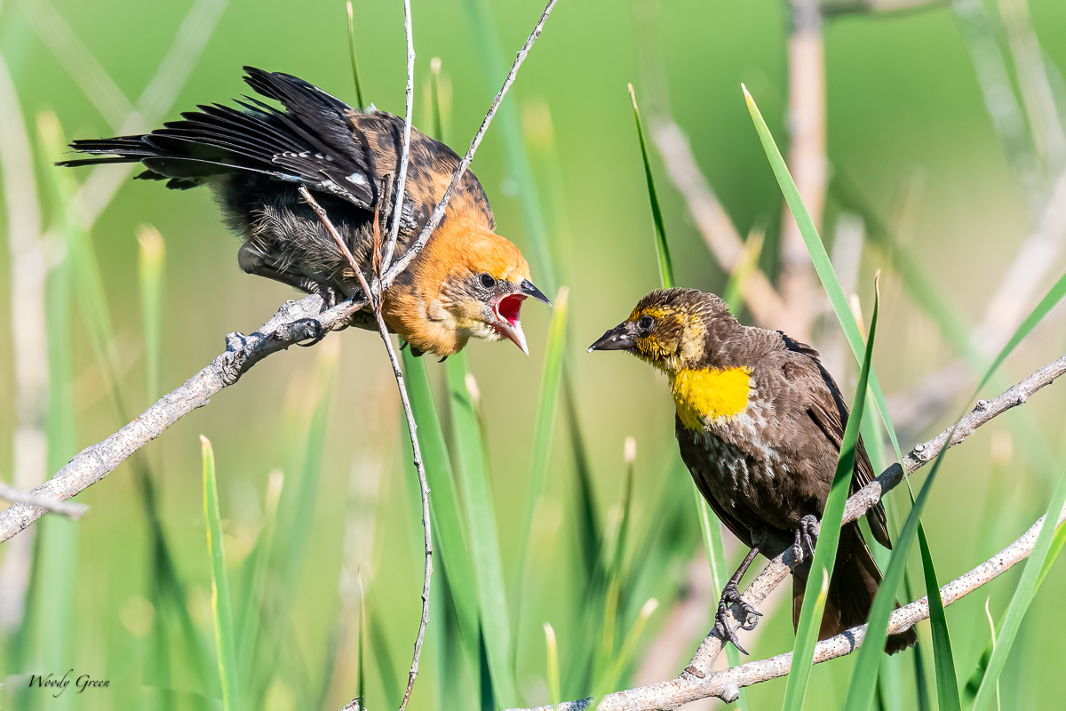 YHBBFeeding-680.jpg