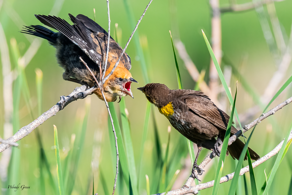 YHBBFeeding-681.jpg