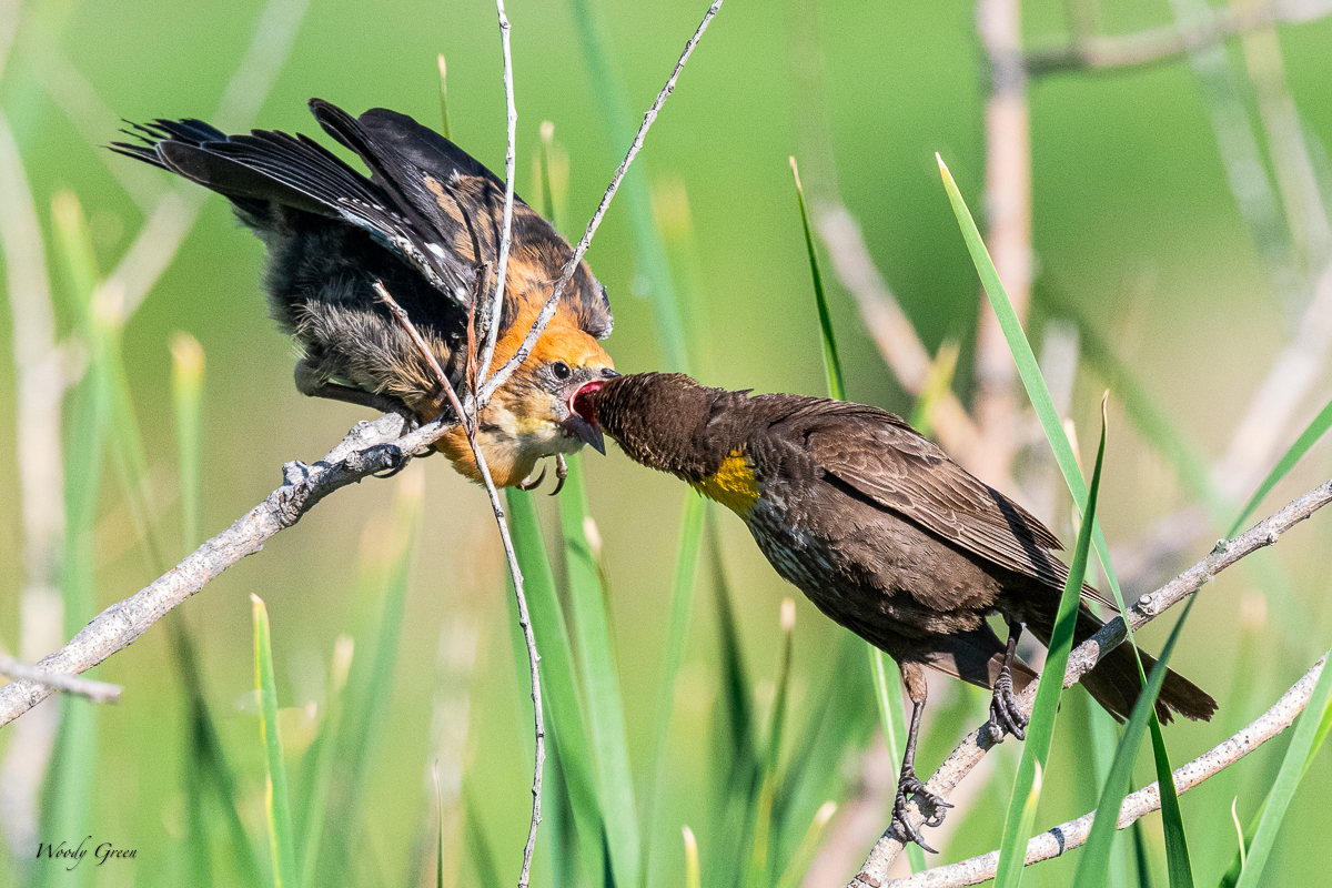YHBBFeeding-682.jpg
