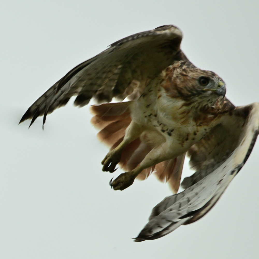 Young Eagle - small_221.JPG