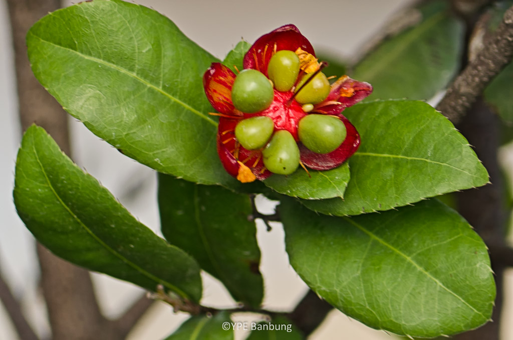 ype-bud-1.jpg