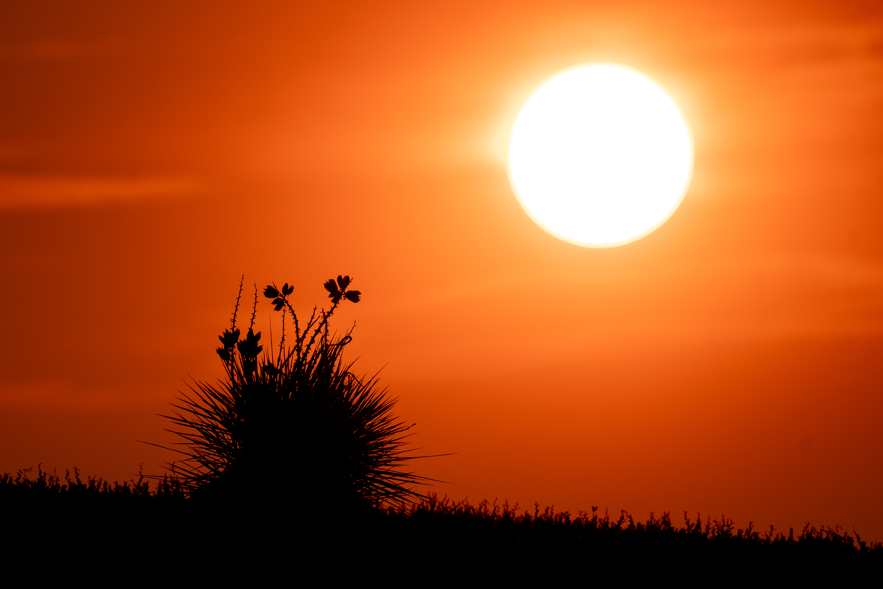 YucaSunrise-692.jpg