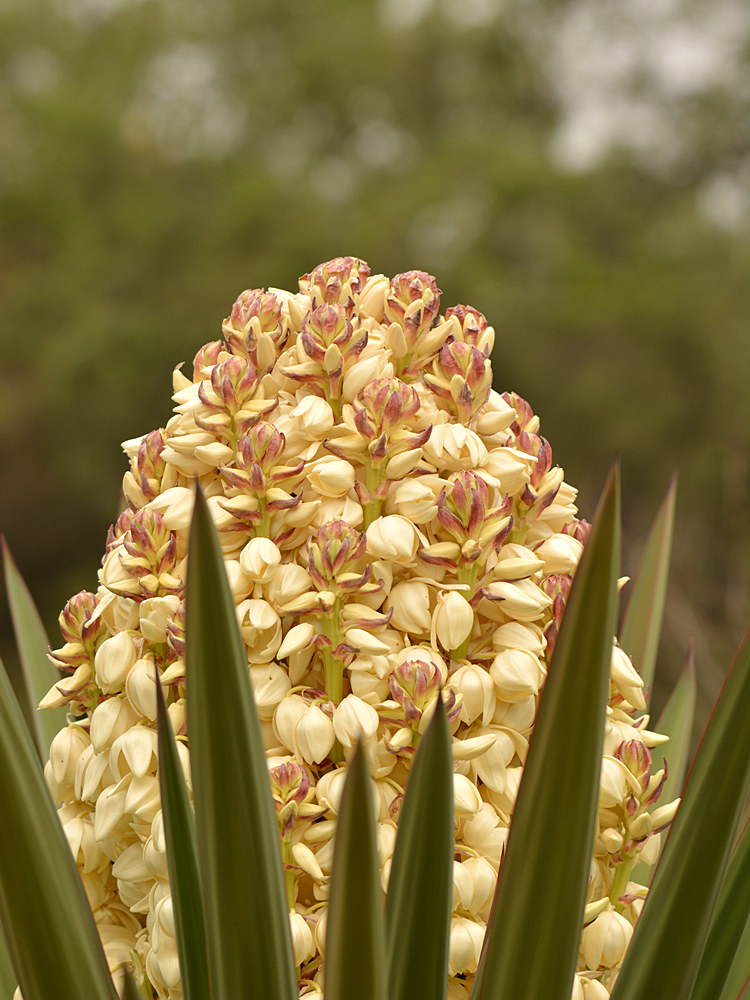 Yucca.jpg