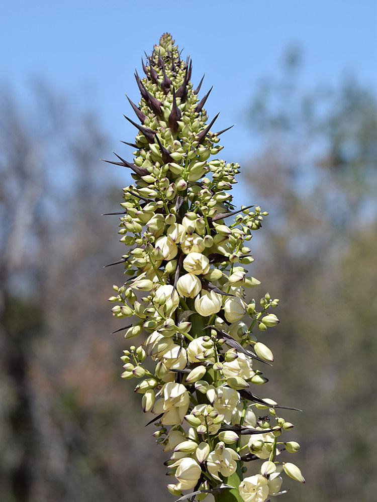 Yucca.jpg