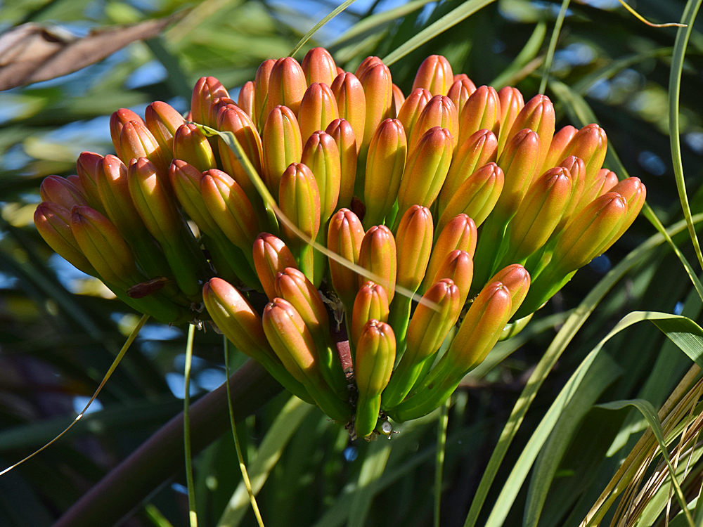 Yucca.jpg