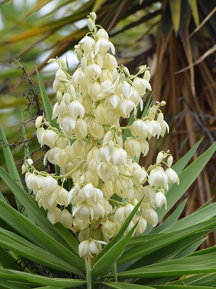 Yucca.jpg