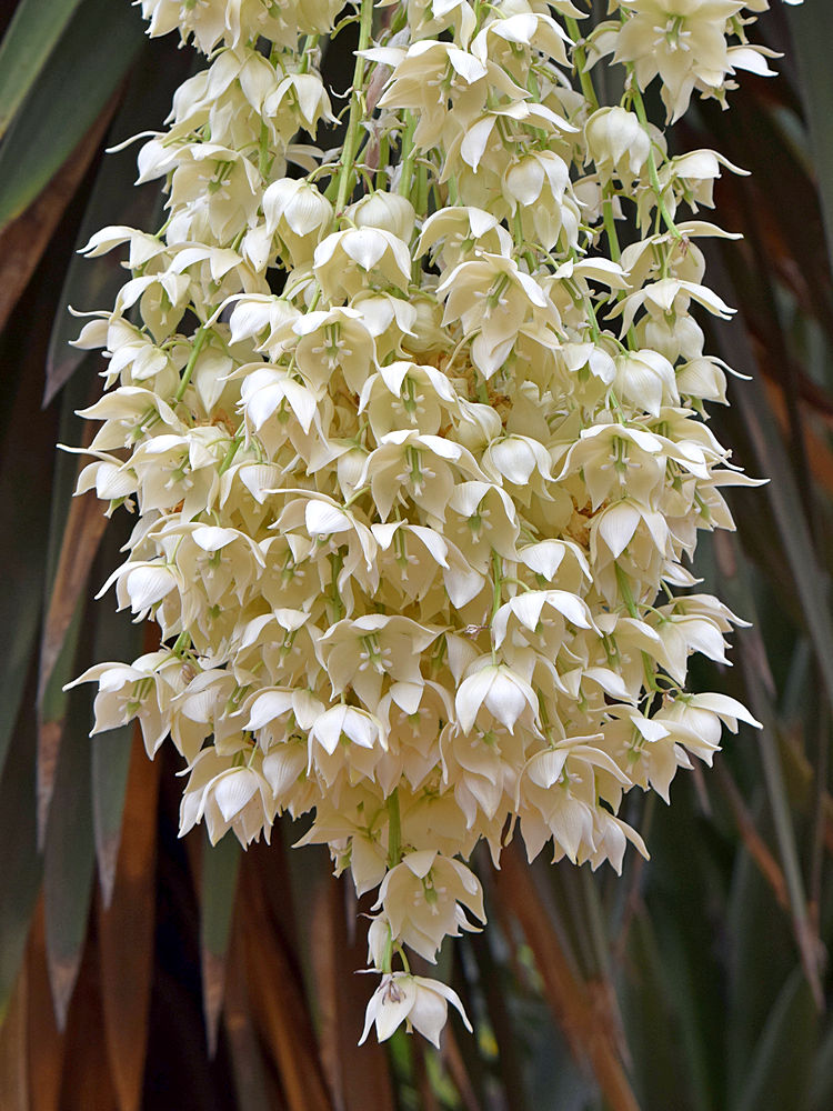 Yucca.jpg