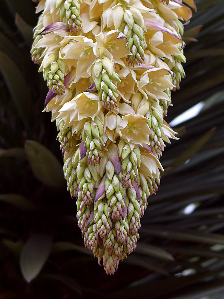 Yucca.jpg