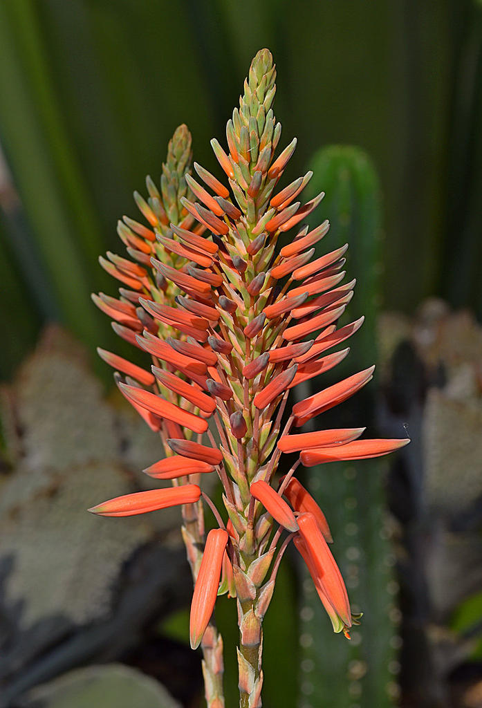 Yucca.jpg