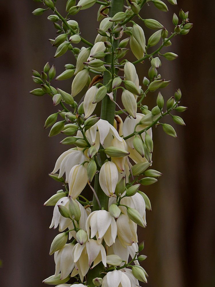 Yucca.jpg