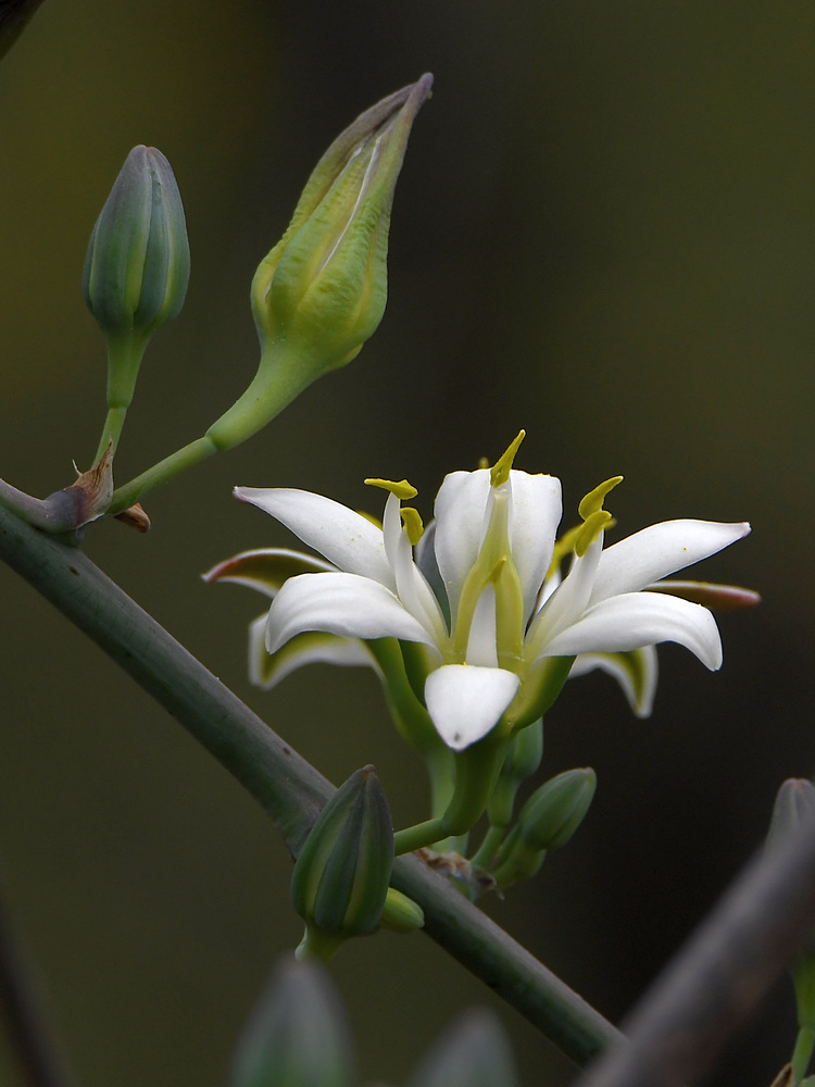 Yucca.jpg