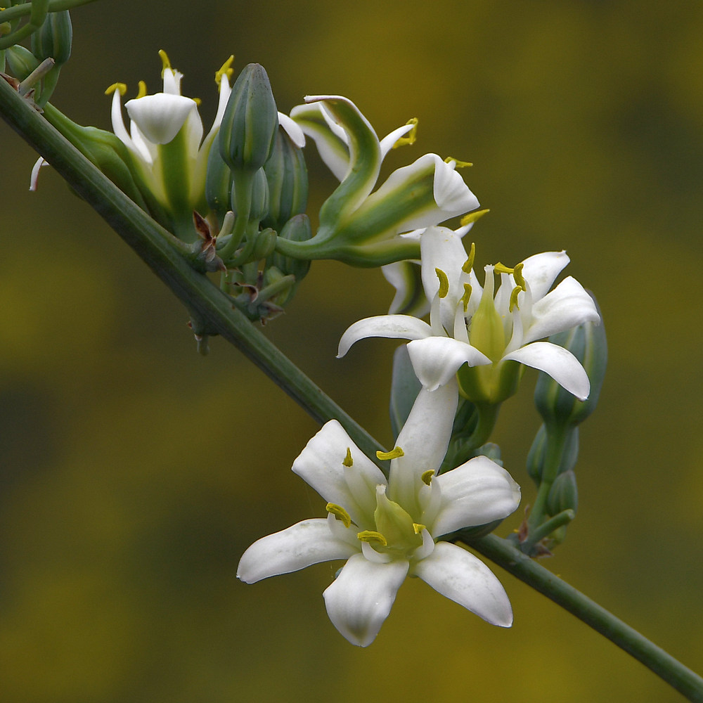 Yucca.jpg