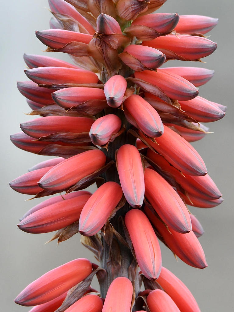 Yucca.jpg