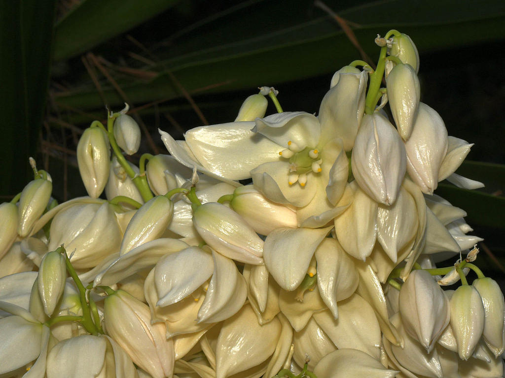 Yucca.jpg