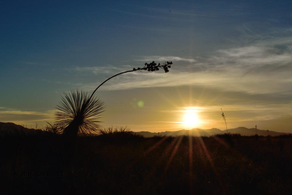 yucca-lean-sunset-cr.jpg