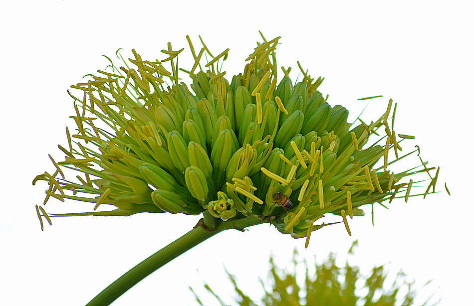 Yucca04Jan2014.jpg