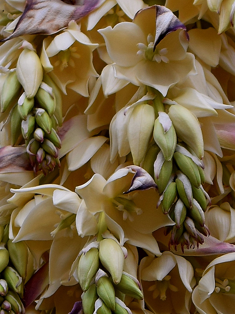 Yucca2.jpg