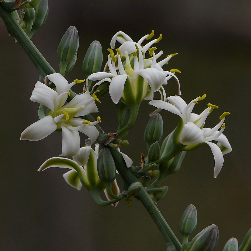 Yucca2.jpg
