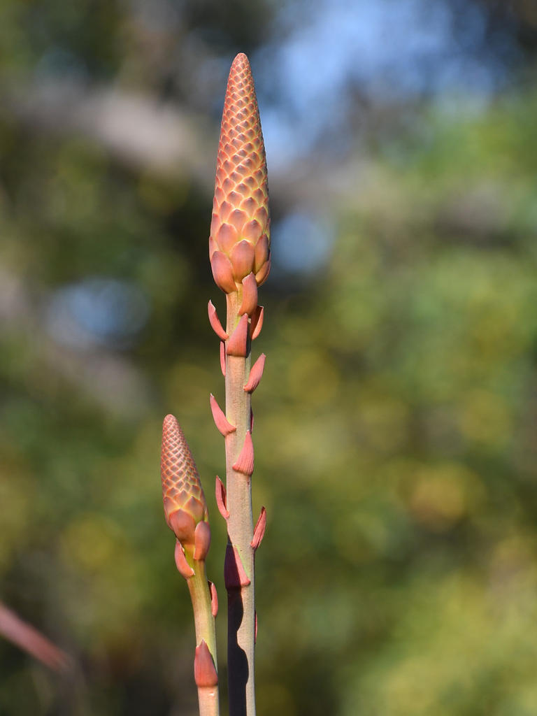 Yucca2.jpg