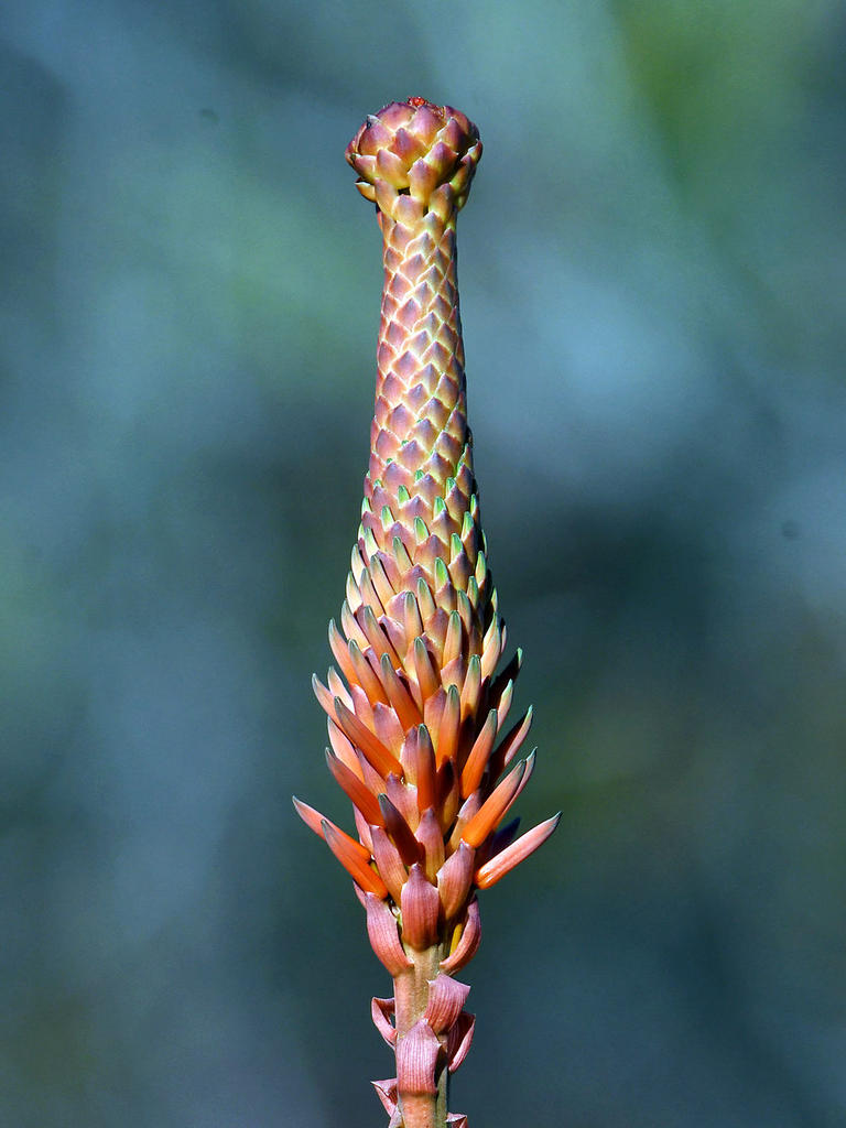 Yucca2.jpg