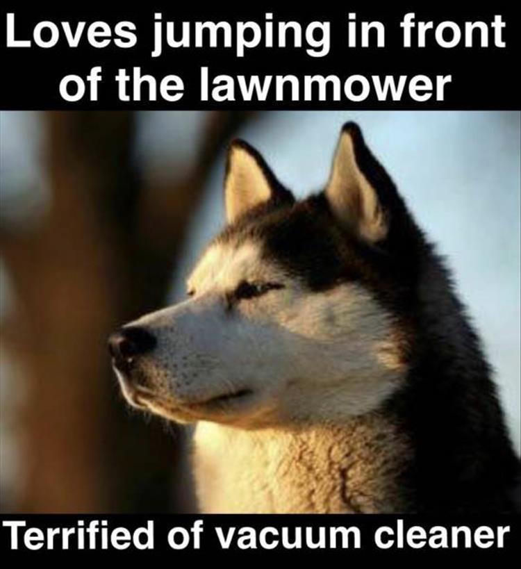 z-funny-93-4.jpg