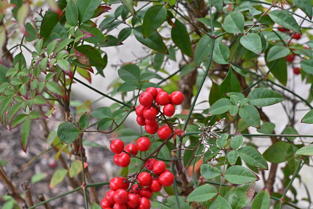 Z50_0002 sm.jpg