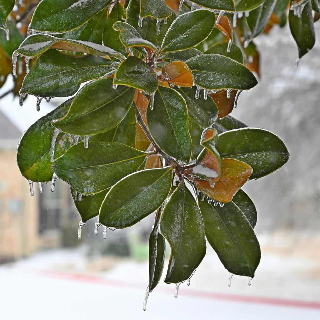 Z50_0010_LSh_cr_sm.jpg