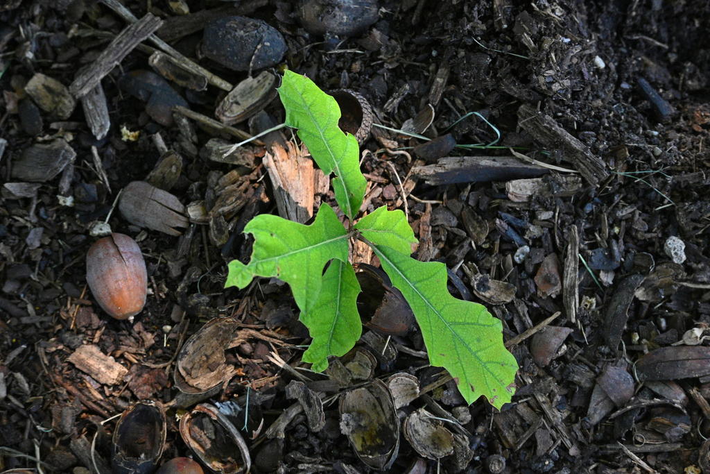 Z50_0012_LSh_sm.jpg