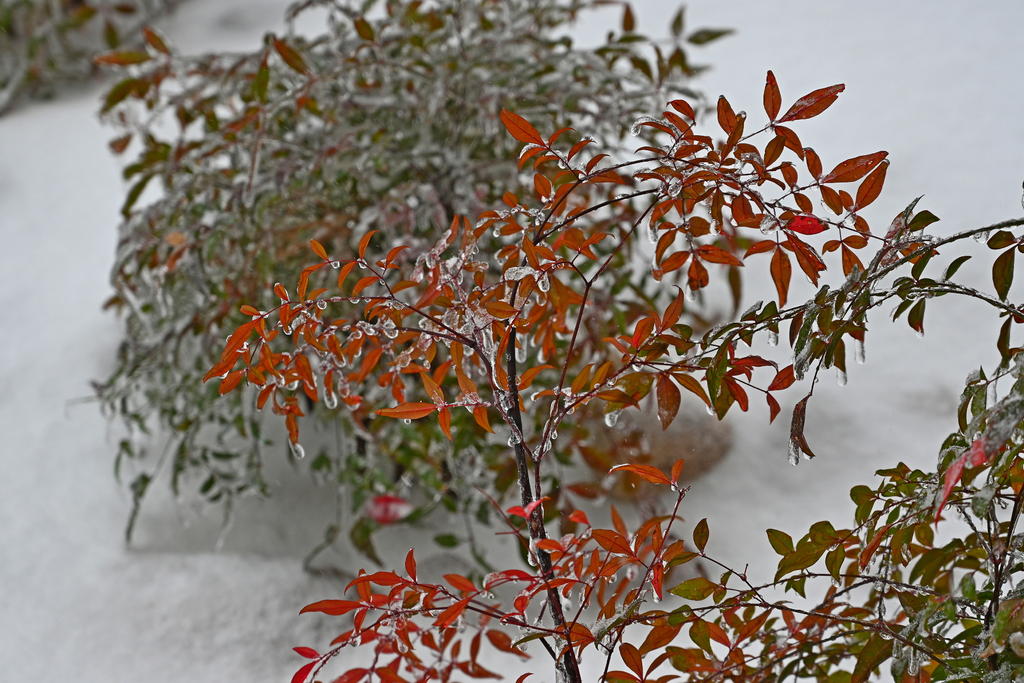 Z50_0014_LSh_sm.jpg