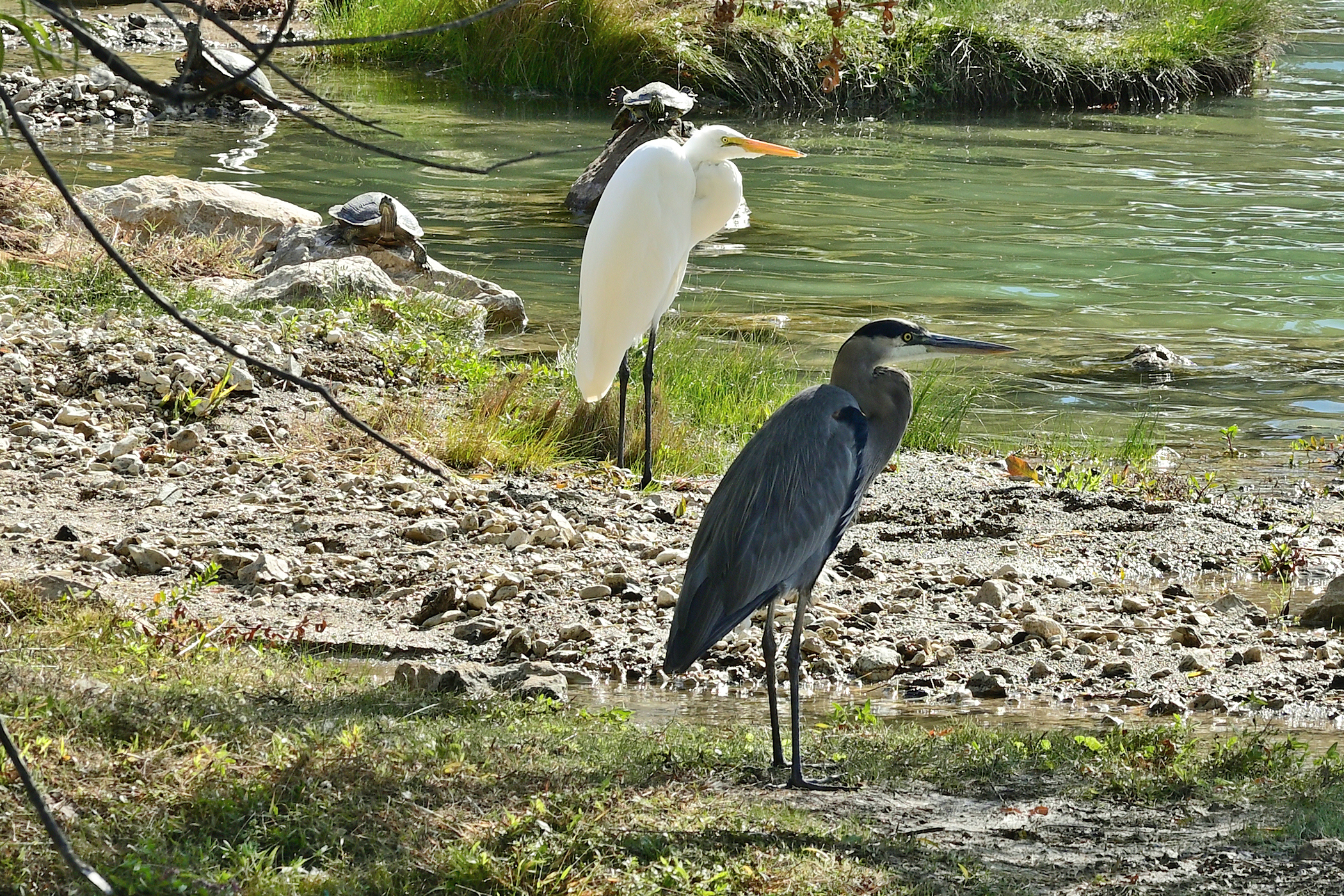Z50_0014R_L_cr.jpg