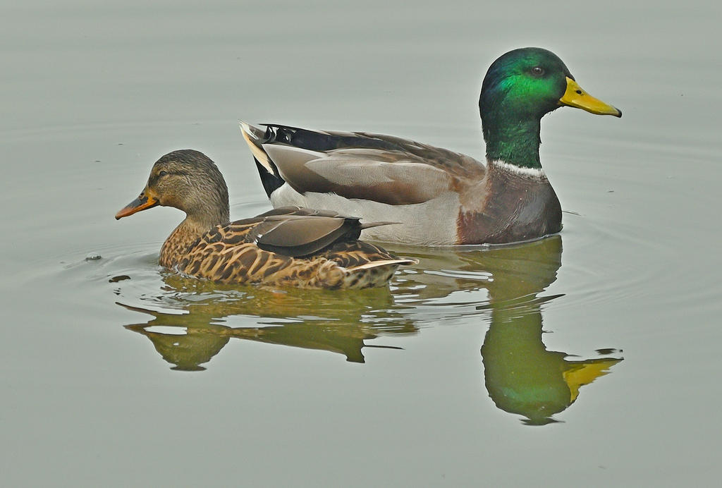 Z50_0061R_LSh.jpg