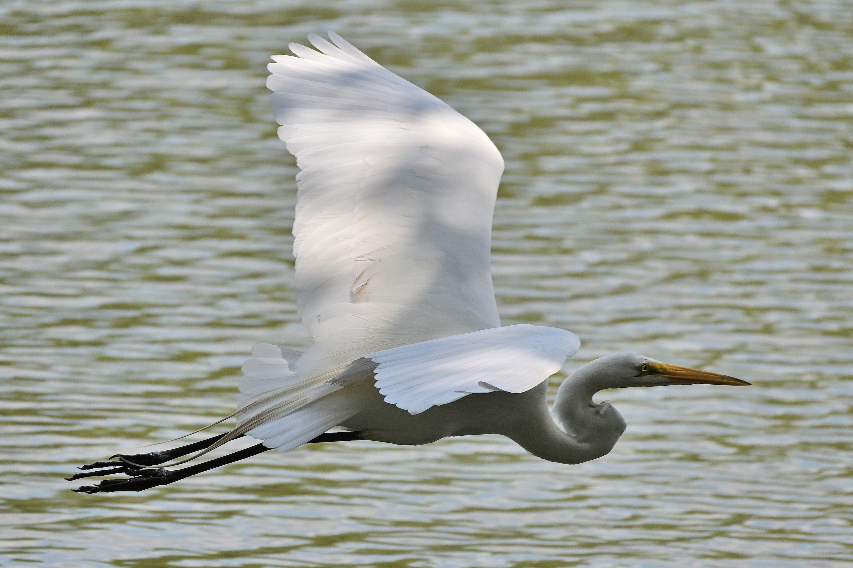 Z50_0065R_cr_sm.jpg