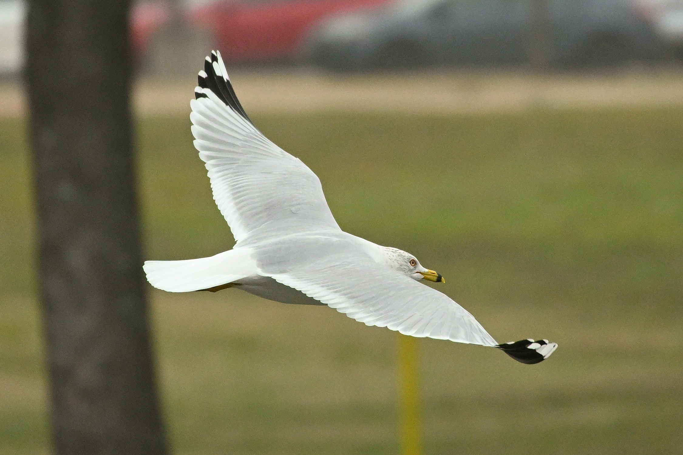 Z50_0092R_cr.jpg
