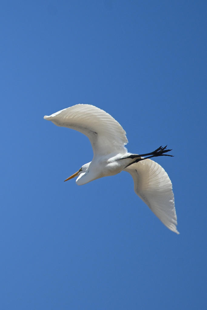 Z50_0207R_Sh_cr.jpg