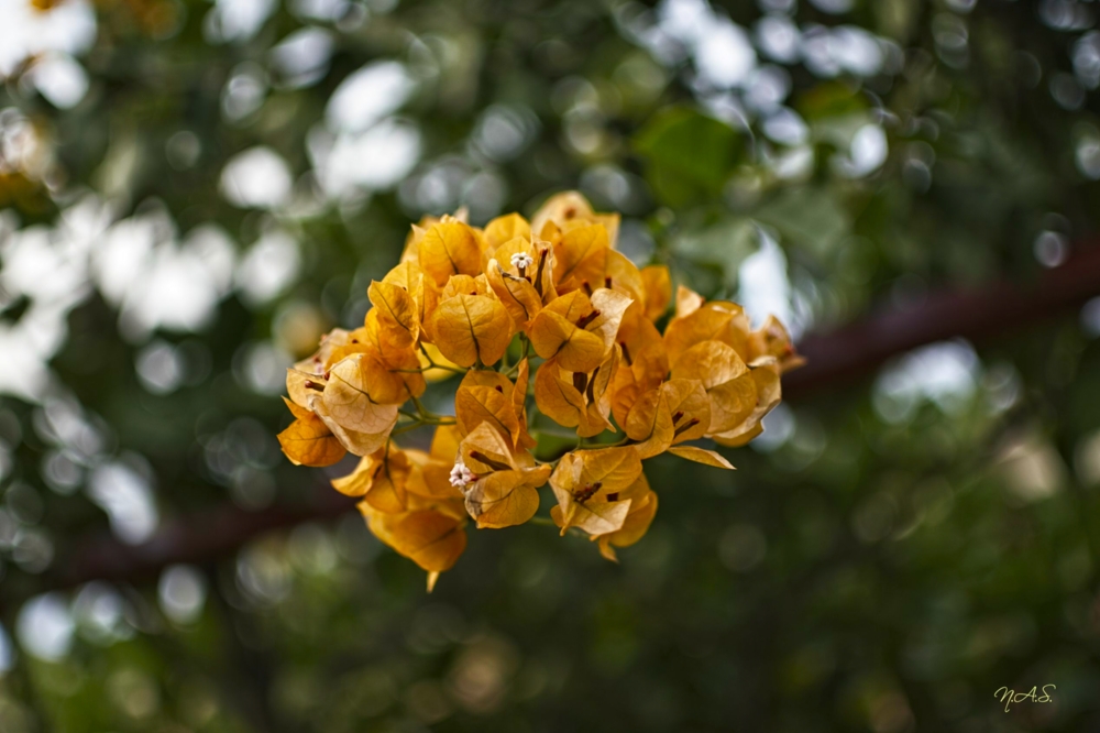 Z50_3378_20211128.jpg