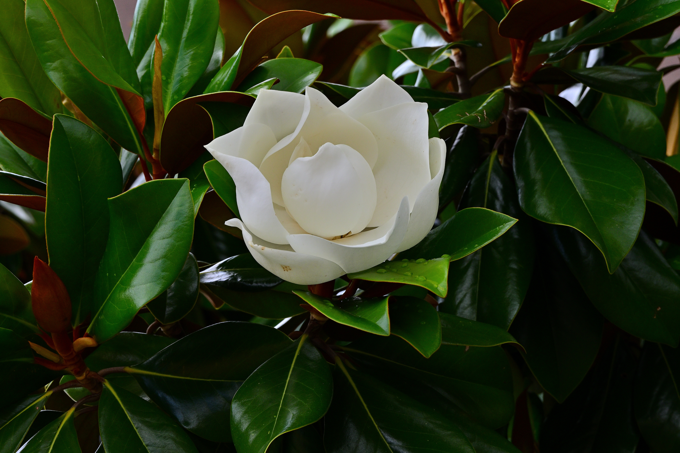 Z52_0004R_sm.jpg