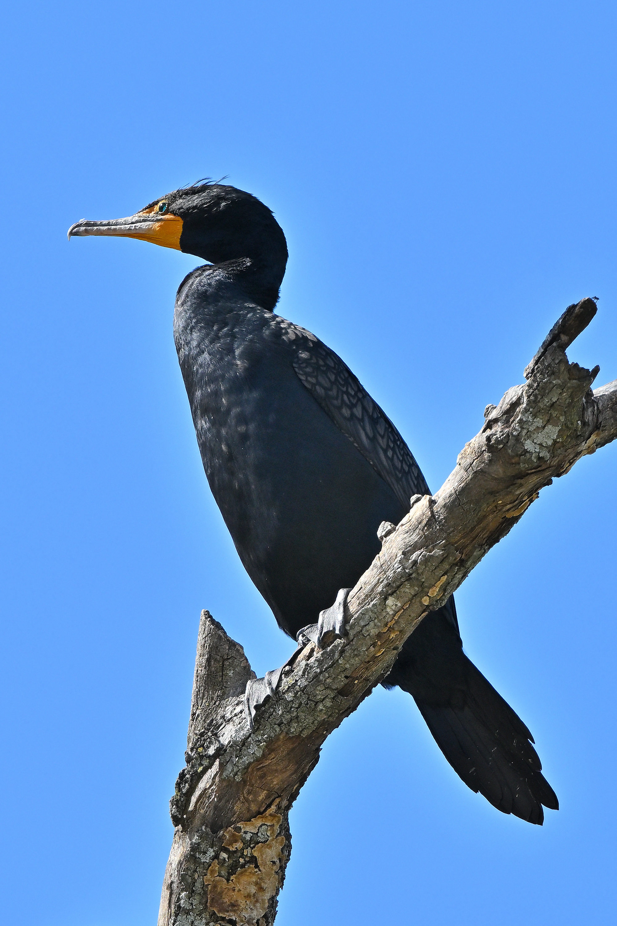 Z52_0011R_LShN_cr.jpg