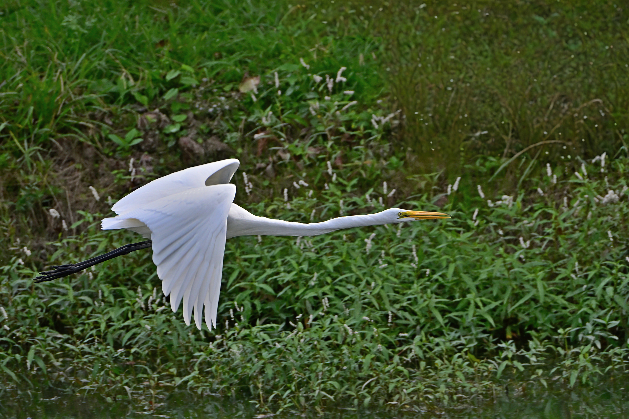 Z52_0025R_NEO_L_sm.jpg