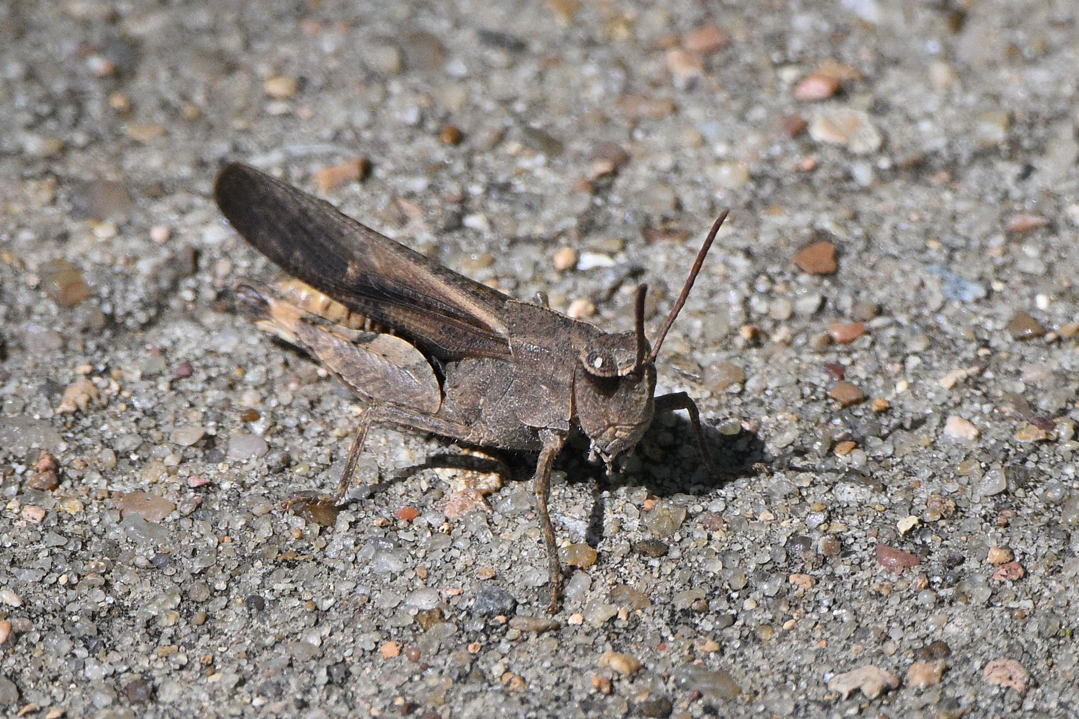 Z52_0027R_cr.jpg