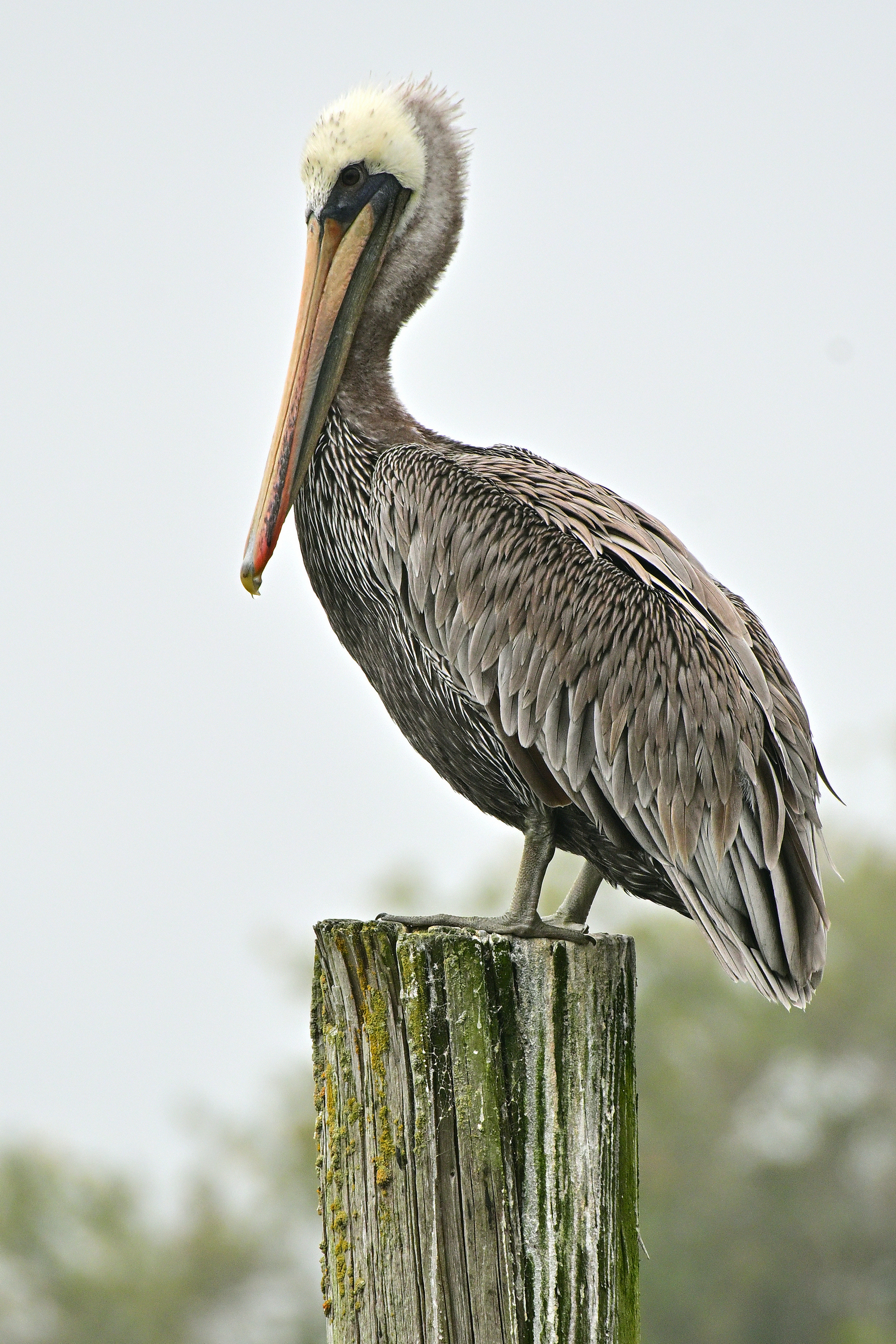 Z52_0032R_cr_sm.jpg