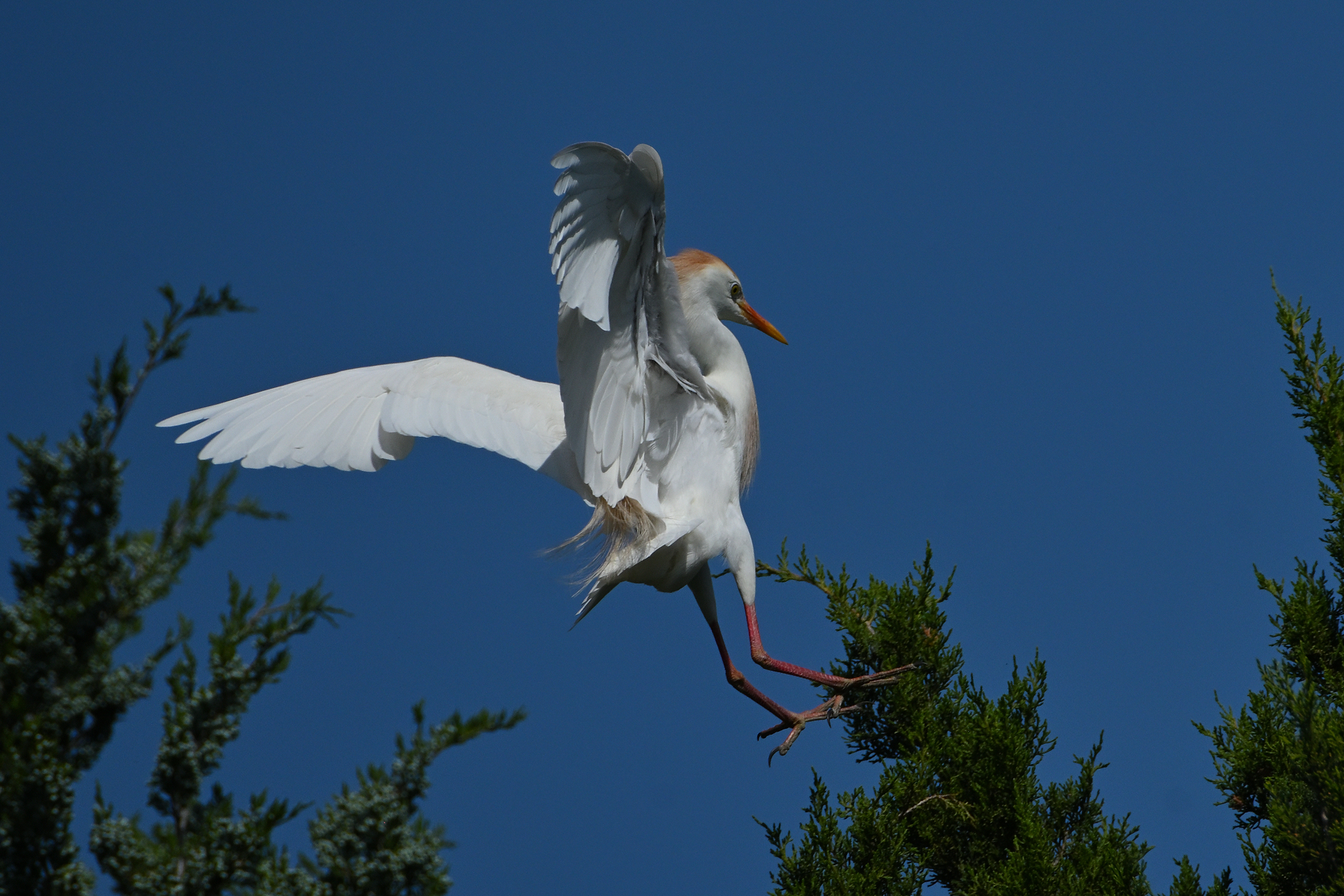 Z52_0035R_cr_sm.jpg