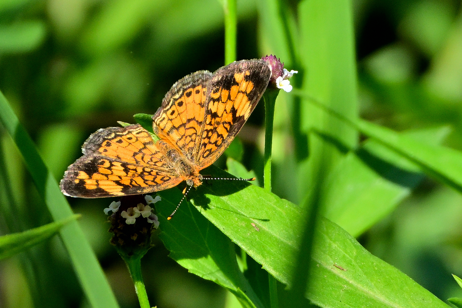 Z52_0036R_cr.jpg