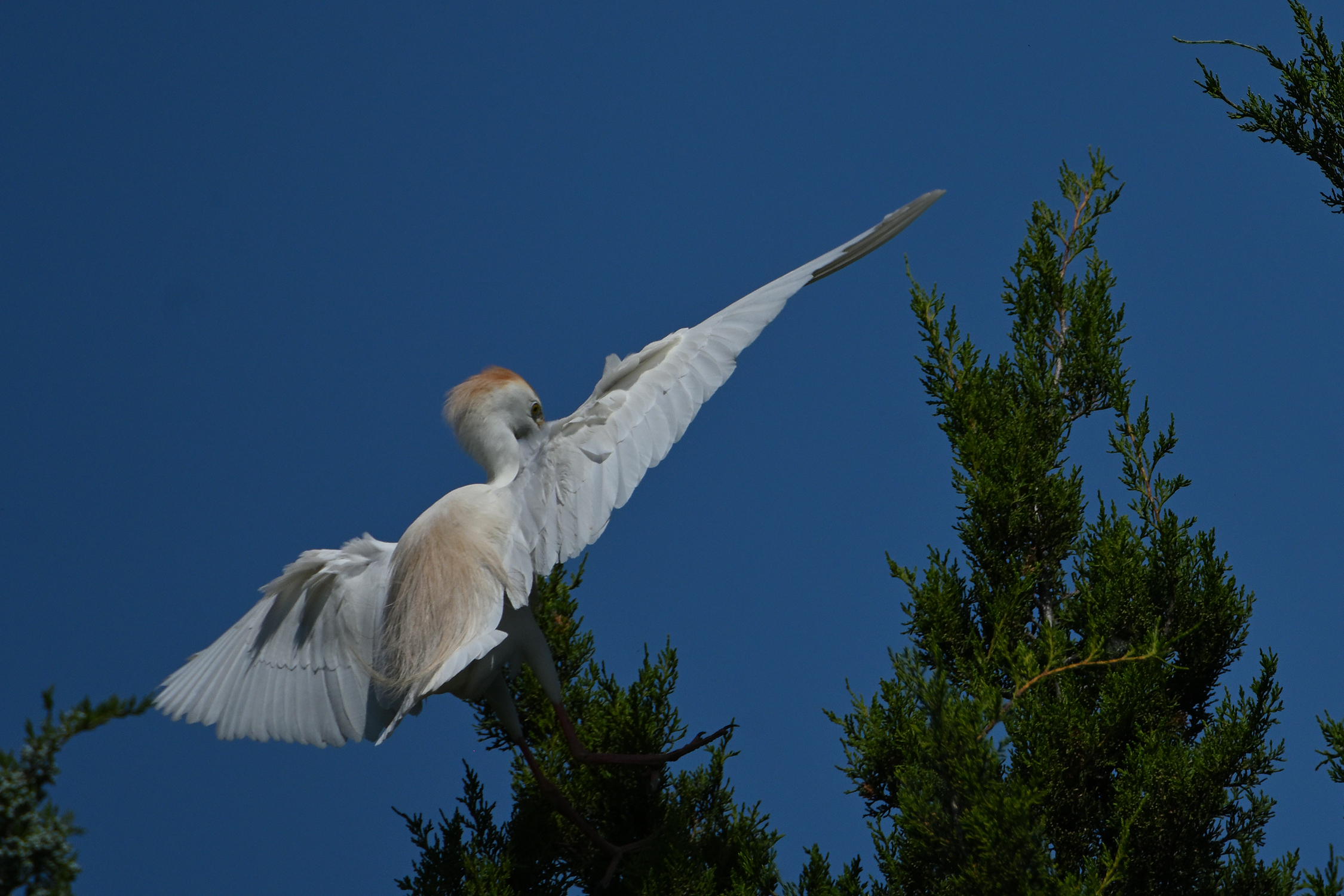 Z52_0036R_cr_sm.jpg