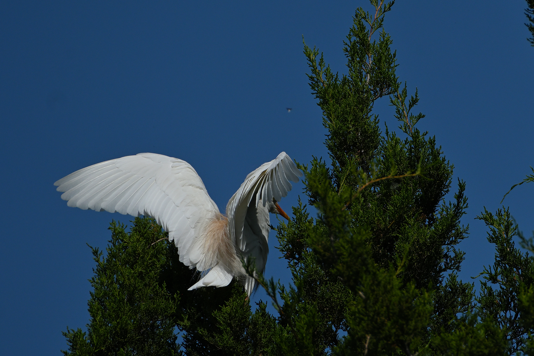 Z52_0038R_cr_sm.jpg