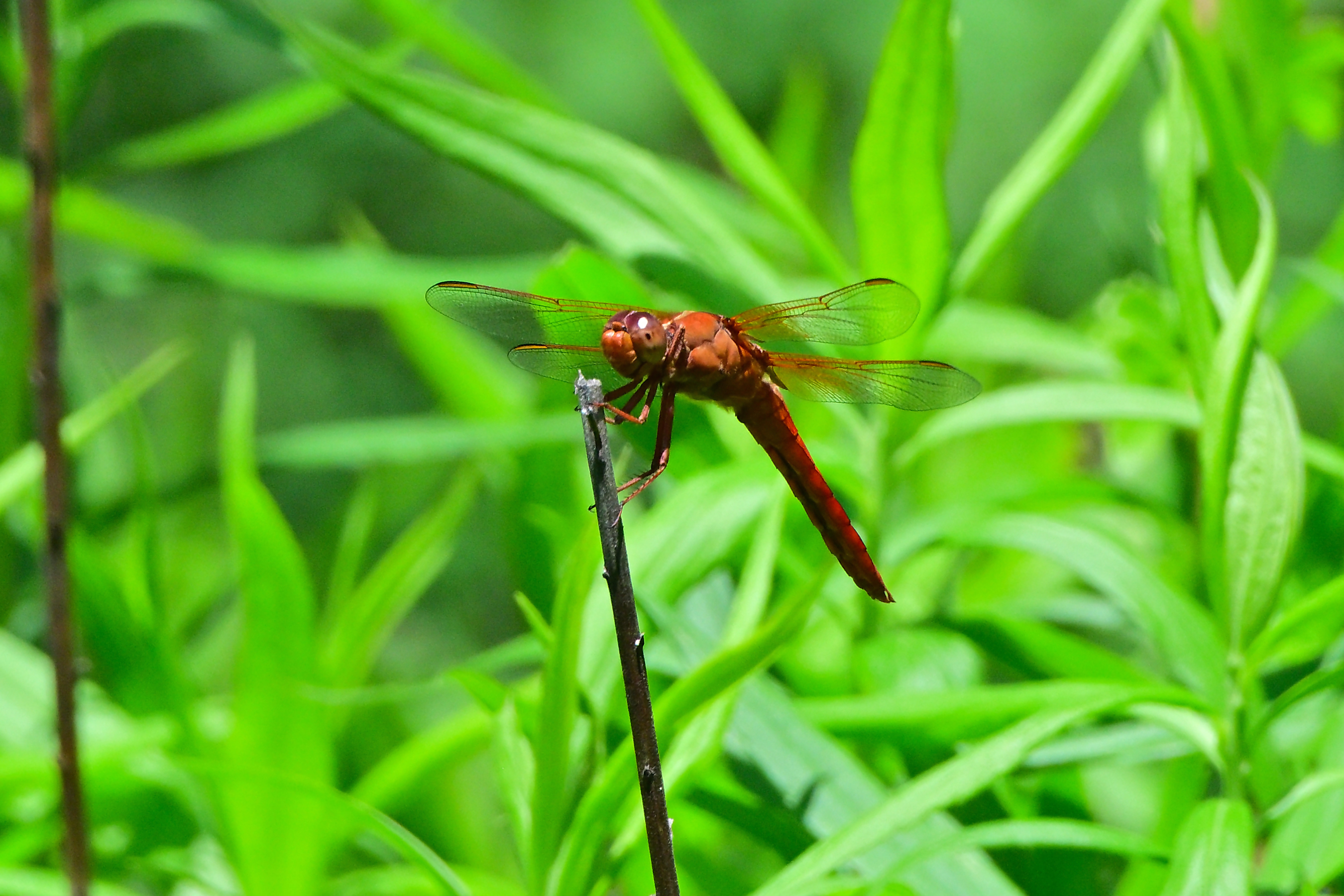 Z52_0040R_NN_cr.jpg